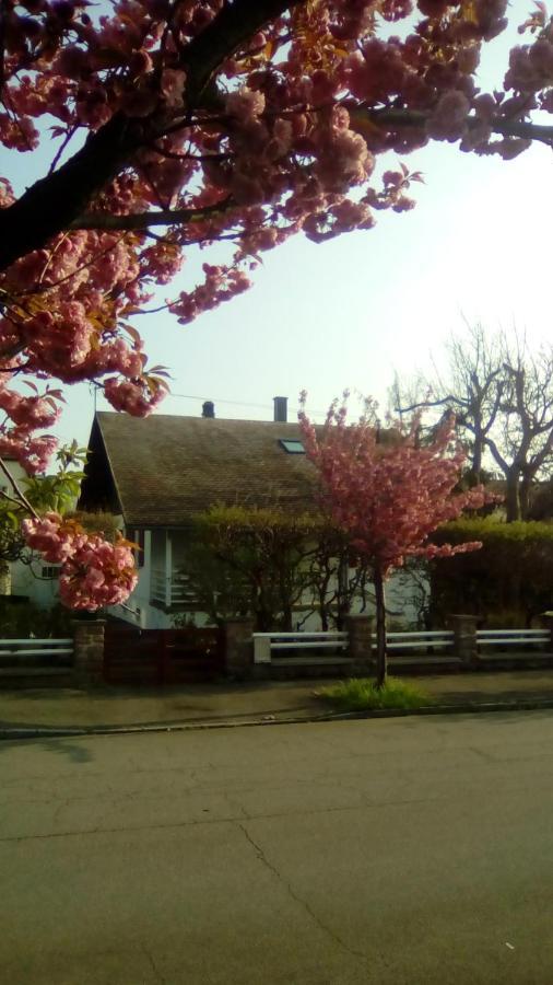 הוילה קולמר Chalet Montsegur מראה חיצוני תמונה
